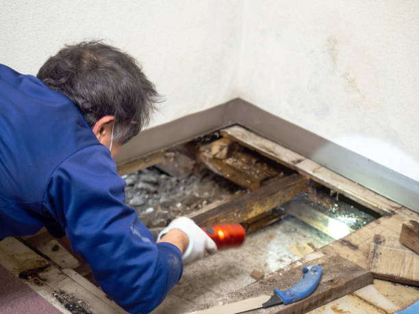 Trusted Bossier City, LA Mold Removal Experts