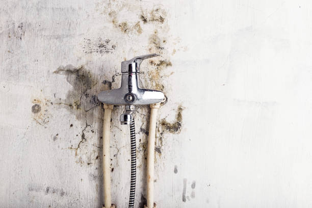Best Mold Testing and Removal  in Bossier City, LA