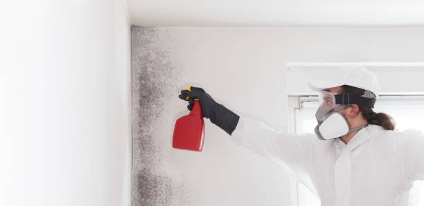 Best Toxic Mold Removal  in Bossier City, LA