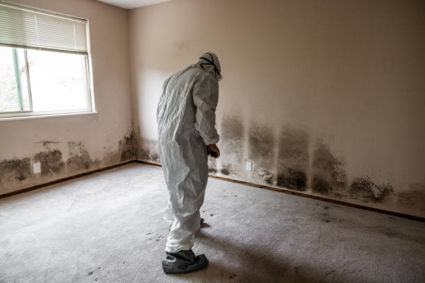 Best Residential Mold Removal  in Bossier City, LA
